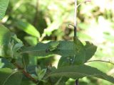 Day 4 - Hummocks - Green Pacific Tree Frog Day 4 - Hummocks - Green Pacific Tree Frog